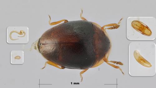 Corylophus cassidoides